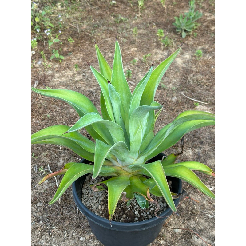 อากาเว้ปากนกแก้ว(Agave attenuata subsp.dentata(J.Versace.)B.Ullrich)