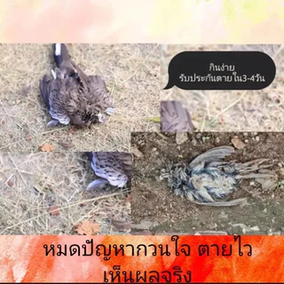 เหยื่อกำจัดนกพิราบ นกกระจอก นกกระจิบ ยาเบื่อนก สูตรใหม่ 100%ได้ผล ตายแห้งไม่เหม็น ยาเบื่อนกพิราบ ยากำจัดนก ไล่นกพิราบถา
