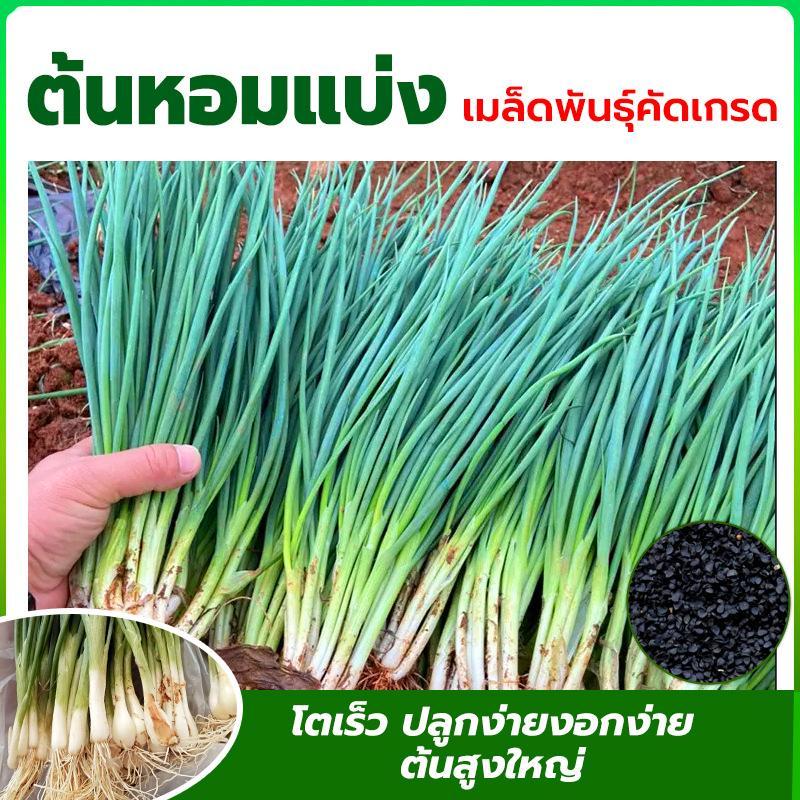 เมล็ดพันธ์ุ หอมแบ่ง บรรจุซองละ 100 เมล็ด
