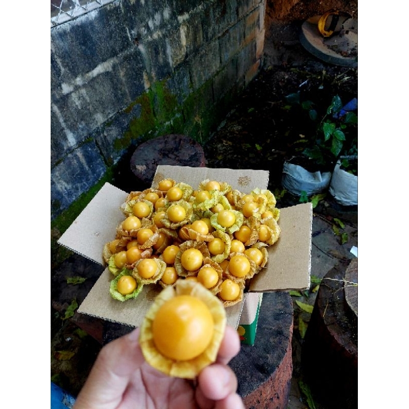 เคพกูสเบอร์รี่ โทงเทงฝรั่ง 1 กิโลกรัม - รูปที่ 6