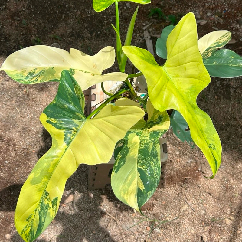 ไวโอลินด่าง ฟิโลไวโอลินด่าง ฟิโลไวโอลิน philodendron Violin variegated