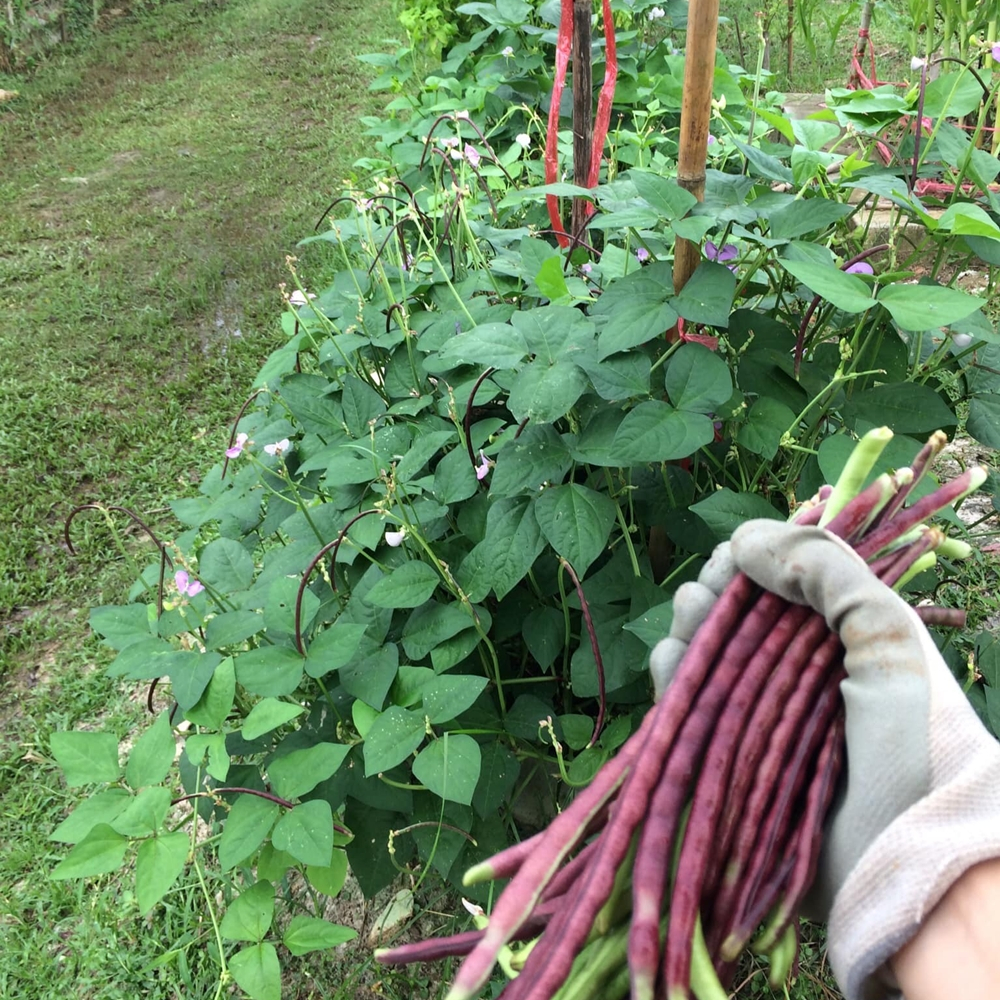 เมล็ดถั่วพุ่มม่วง Purple Bush Bean เมล็ดพันธุ์ถั่วพุ่มม่วง เมล็ดถั่วพุ่ม ถั่วพุ่มม่วง ตราภูเขาทอง - รูปที่ 5