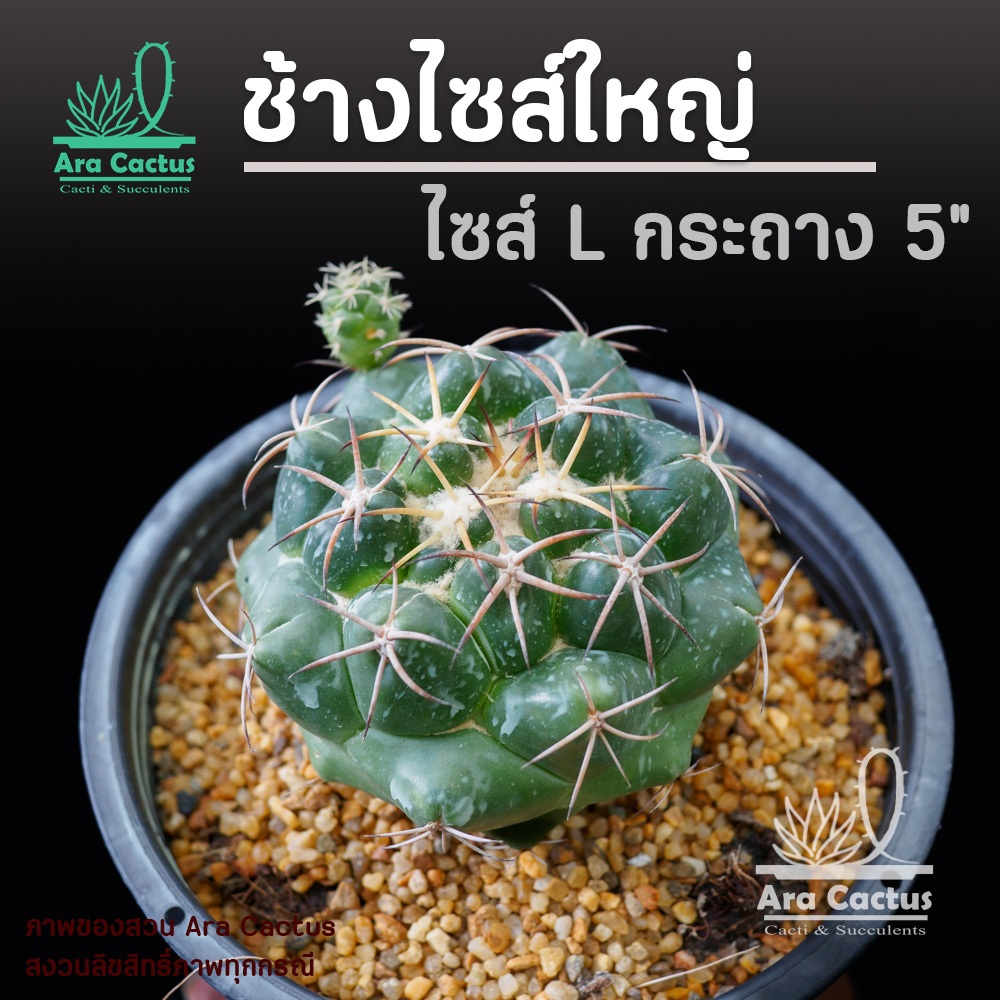 ไซส์ใหญ่! "L" แคคตัสช้างใหญ่  Coryphantha elephantidens ไซส์กระถาง 5 นิ้ว แคคตัส กระบองเพชร ต้นไม้ประดับ อวบน้ำ