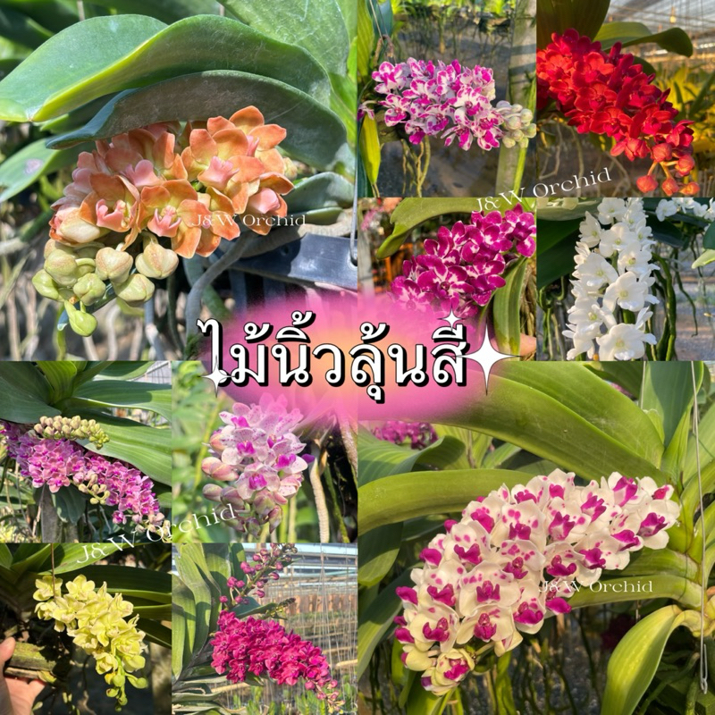 ไม้นิ้วตระกูลช้างเกรดพรี่เมี่ยมลุ้นสี