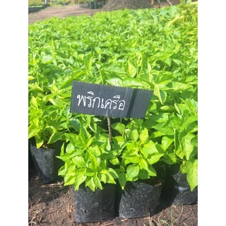 ต้นพริกเครือ พริกโบราณ น่าปลูก ปลูกแค่เดือนเดียวเก็บได้นานหลายปี