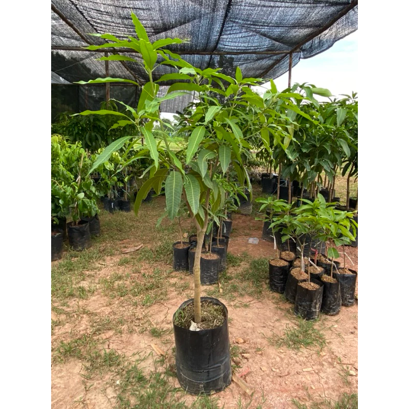 ต้นมะม่วงเสียบยอดขนาดใหญ่ ความสูง 100-150 เซนติเมตร มีหลายสายพันธุ์