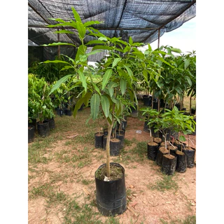 ต้นมะม่วงเสียบยอดขนาดใหญ่ ความสูง 100-150 เซนติเมตร มีหลายสายพันธุ์