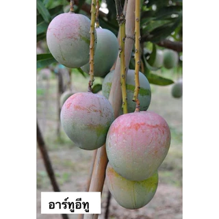 ต้นมะม่วงเสียบยอดขนาดใหญ่ ความสูง 100-150 เซนติเมตร มีหลายสายพันธุ์