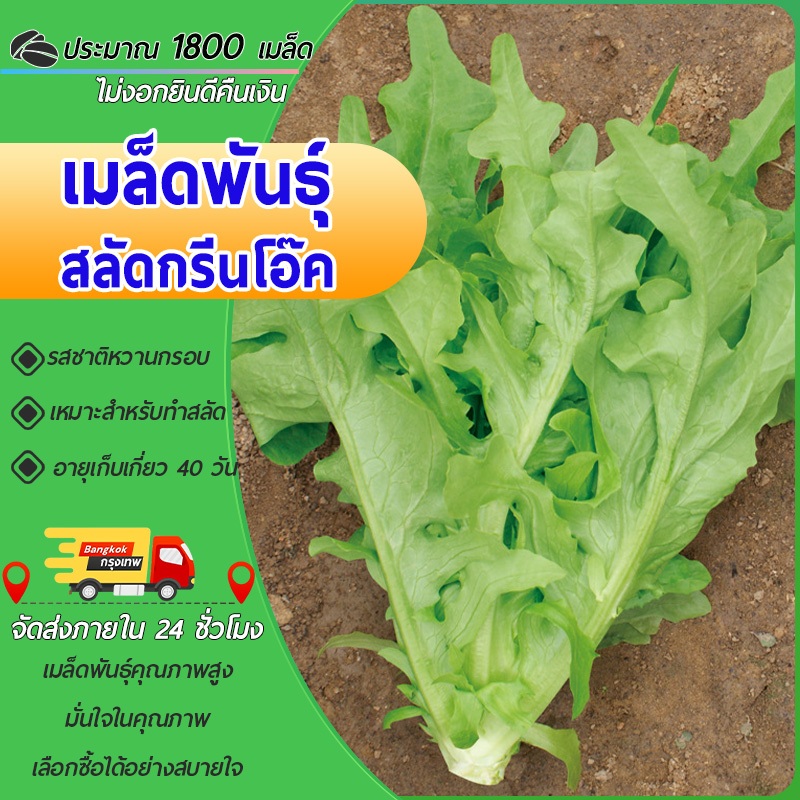 1800เมล็ด เมล็ดพันธุ์ผักสลัดกรีนโอ๊ค Green Oak เมล็ดผักสลัดปลูกผัก สลัดsalad เมล็ดผักสวนพุ่มใหญ่