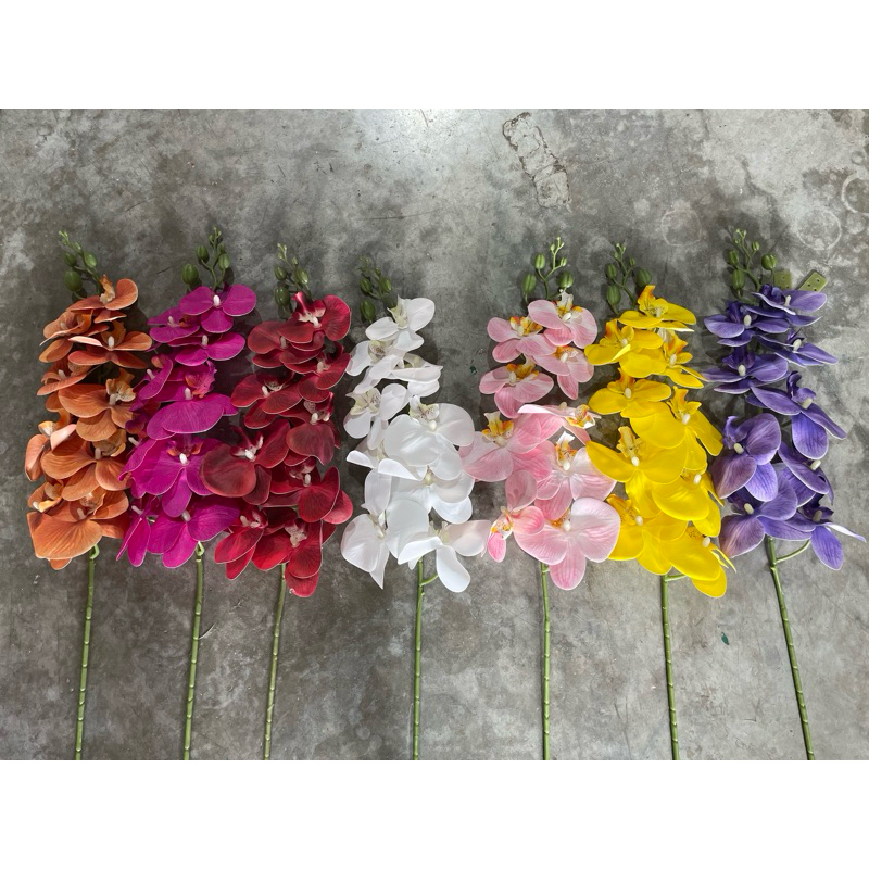 กล้วยไม้บิ๊กฟาเเลนด์ งานใหม่‼️สีสดใสสมจริง!