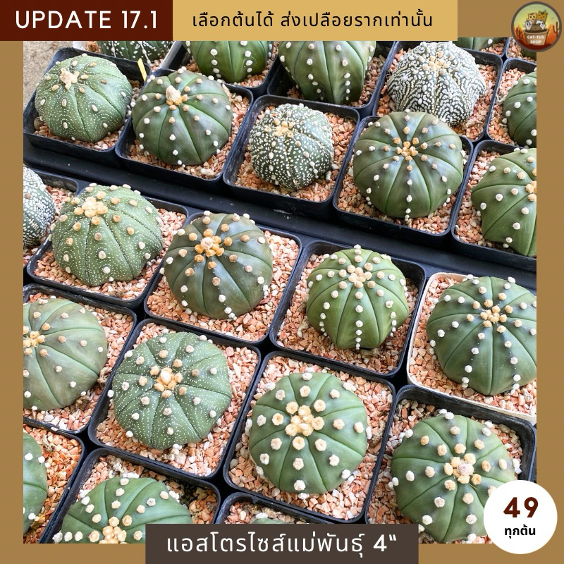 [ Update 17.1 ] กระบองเพชรAstrophytumแอสโตรเพาะเมล็ดไซส์แม่พันธุ์ในกระถาง 4 นิ้ว ให้ดอกแล้วทุกต้น จัดส่งแบบเปลือยราก