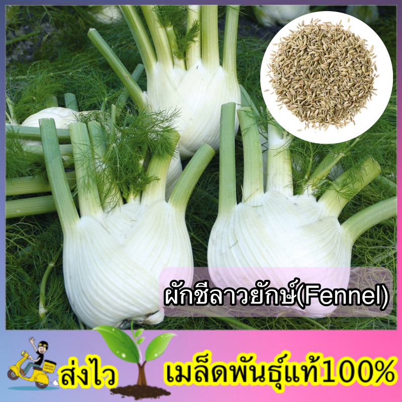 เมล็ดพันธ์ุผักชีลาวยักษ์(Fennel) ซองละ 100 เมล็ด