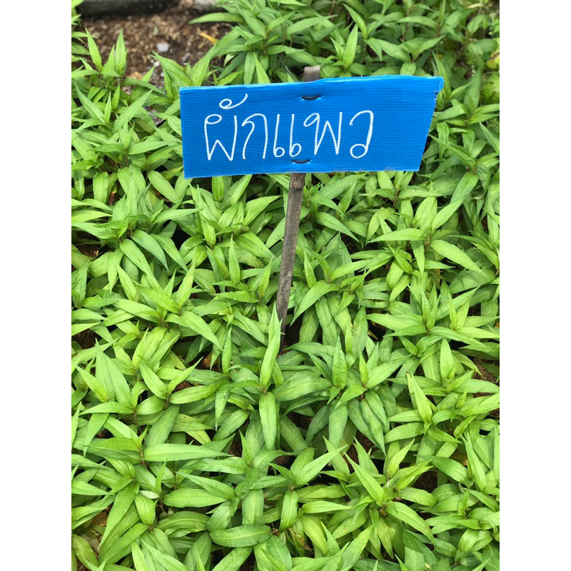 ต้นผักแพว กระถาง 4นิ้ว  ผักไผ่ ใส่ลาบ แหนมเนือง แกงหน่อไม้ ส่งทั้งกระถาง ปลูกง่าย ชอบน้ำ ชอบแดดจัดๆ ☀️☀️☀️
