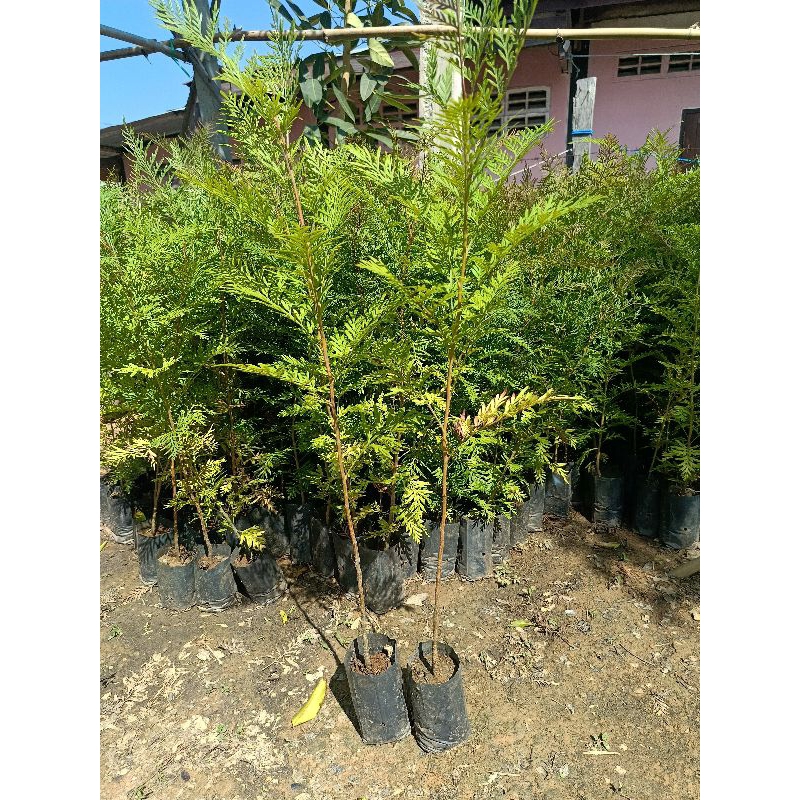 ต้นกล้าซิลเวอร์โอ๊คออสเตรเลียแพค 10 ต้น 80-90cm