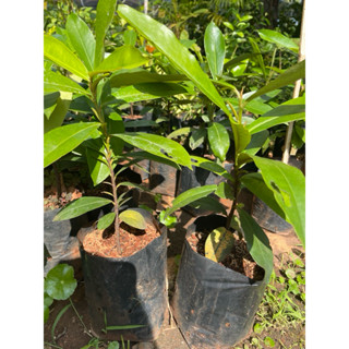 ต้นมะริด ต้นเพาะเมล็ด เสียหายเคลมฟรี