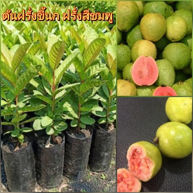 ต้นฝรั่งสีชมพู หรือ ฝรั่งขี้นก ซื้อ 1 แถม 1 ผลมีรสชาติ หวานกรอบ มีกลิ่นหอม และมีประโยชน์เยอะ