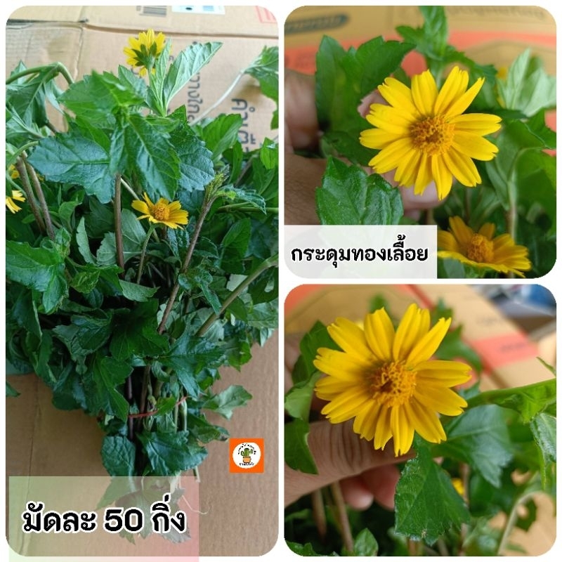 กิ่งกระดุมทองเลื้อย มัดละ 50 กิ่ง