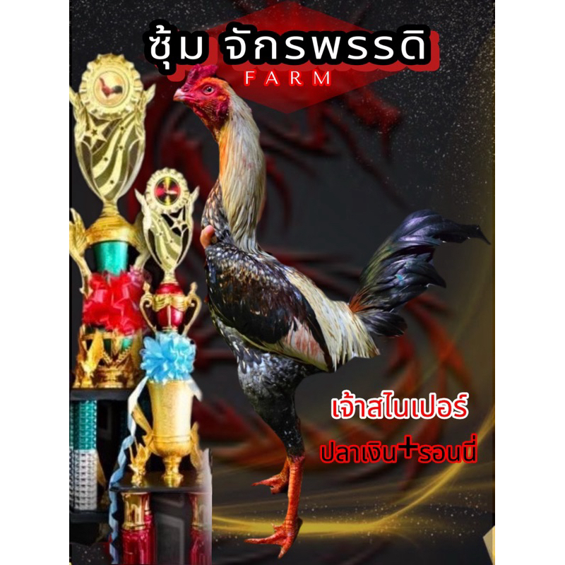 ไข่ไก่ชนพม่า  ปลาเงิน+รอนนี่ สายเลือดโกวเซ้ม แม่หูพิเศษ แข้งลึก