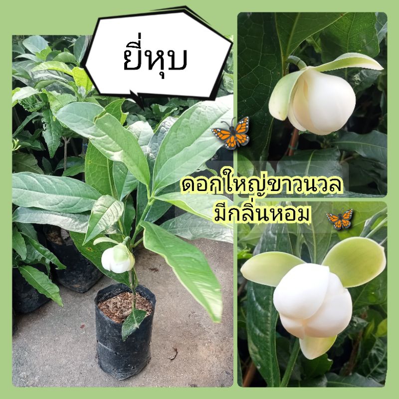 ต้นยี่หุบ ดอกใหญ่สีขาวมีกลิ่นหอม แบบชำกิ่ง สูง40-60ซม.