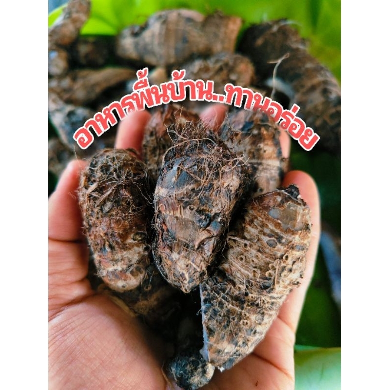 ลูกเผือกหอม ลูกพันธุ์เผือกหอมบ้านหมอ สระบุรี น้ำหนัก 1 กิโลกรัม ได้ 40-60  ทำอาหารได้ทั้งคาวและหวาน ปลูกทานได้ตลอดทั้งปี