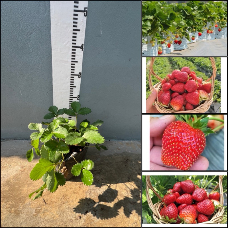#ต้นสตอร์เบอรี่  พันธุ์ 80 ปลูกง่ายโตไว ทนร้อนทนแดด ลูกดก ทนได้ทุกสภาพอากาศ  ปลูกได้ทุกจังหวัด