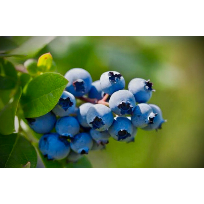 The Emerald Blueberry ต้น บลูเบอรี่ เอ็มเมอรัล สายพันธุ์นำเข้าจาก แคลิฟอร์เนีย ต้นใหญ่ พร้อมติดดอก อ
