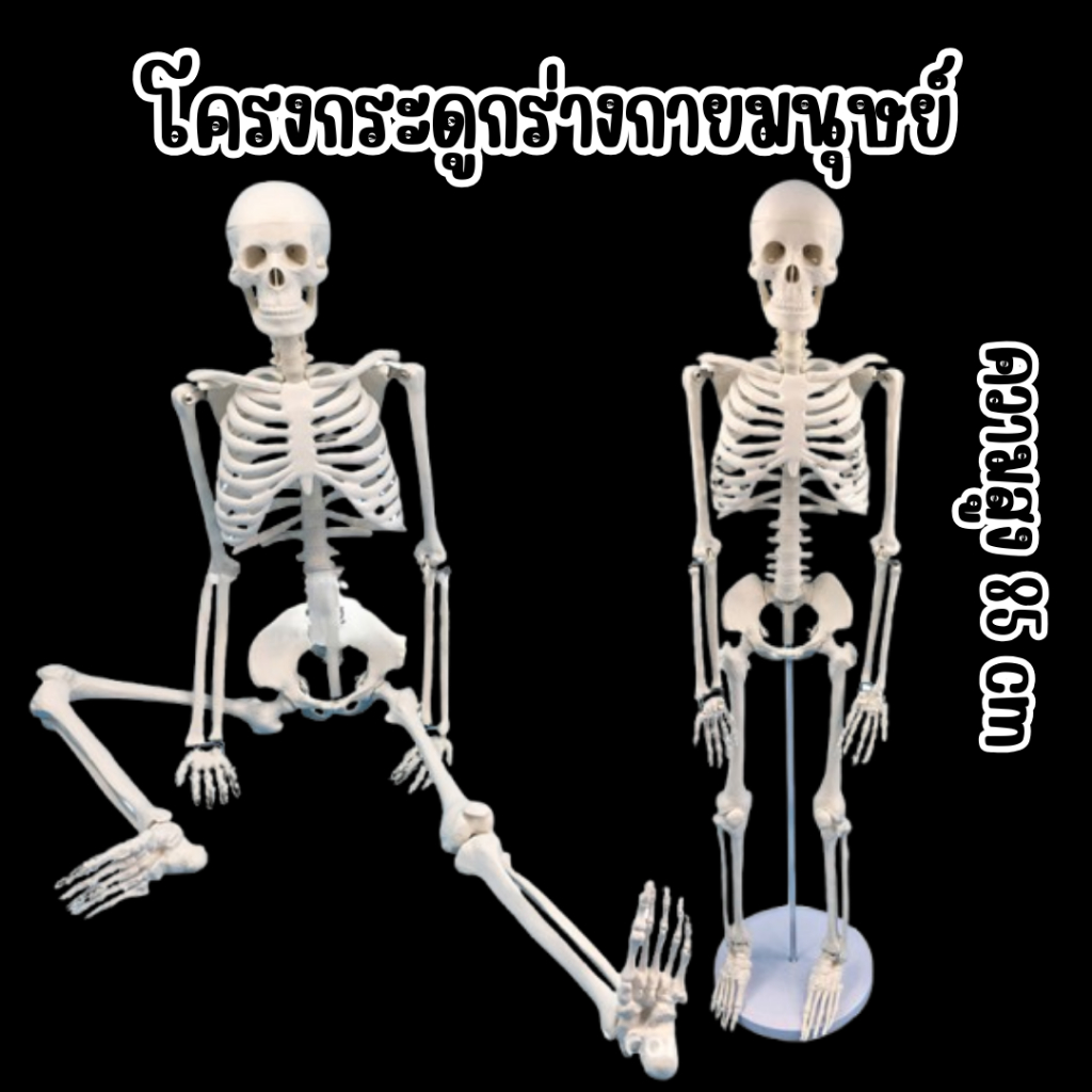 🔥พร้อมส่ง🔥โมเดลโครงกระดูกมนุษย์ขนาด 85cm Human Skeleton Anatomy เพื่อการศึกษาหมาะสำหรับใช้ในสถานพยาบาล โรงเรียน