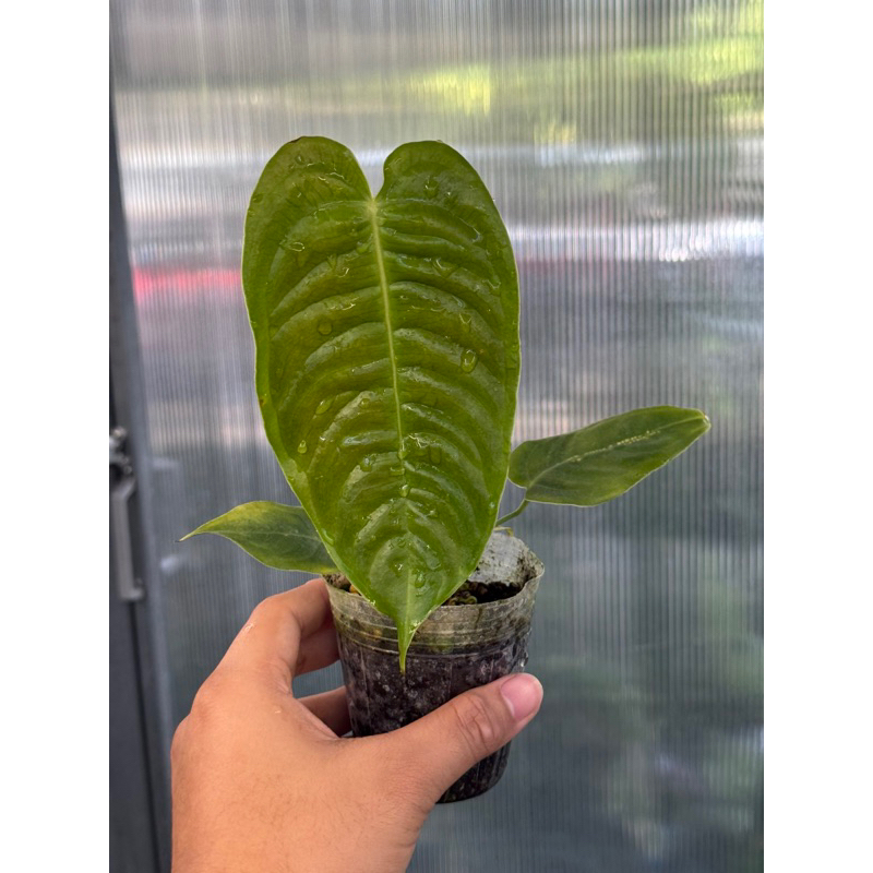 Anthurium veitchii king narrow คิง