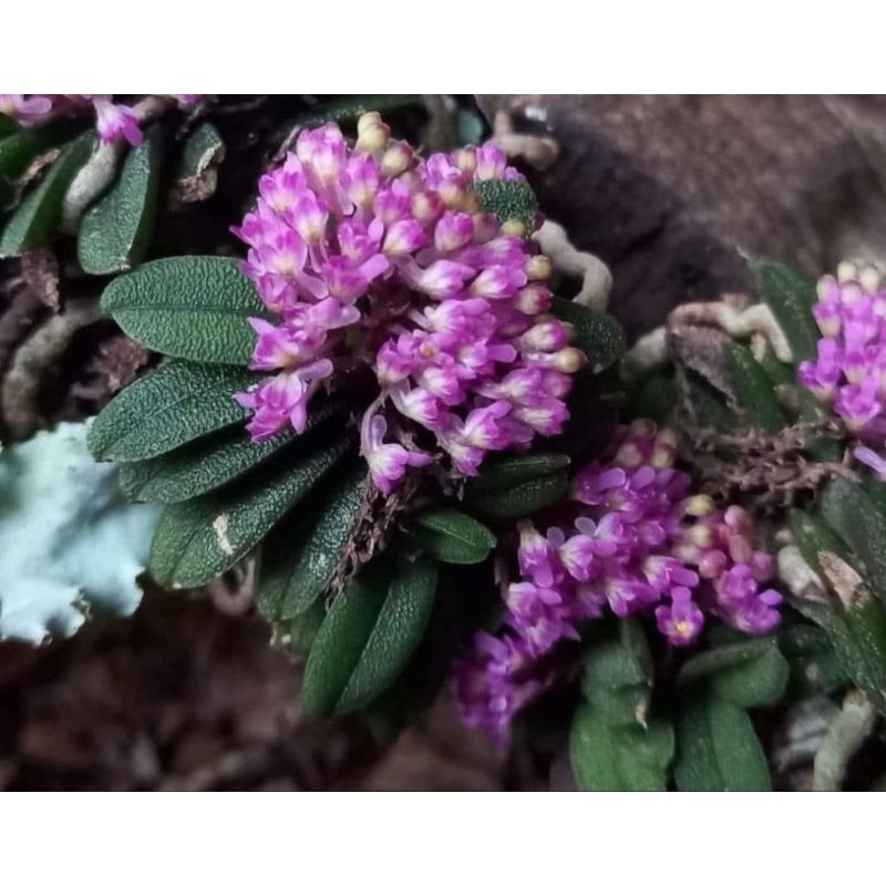 Schoenorchis fragransเอื้องจิ๋วมณีรัตนา3ต้น150