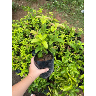 ❗️สินค้าขายดี❗️ต้นหอมหมื่นลี้ ขนาดพร้อมปลูก 30-40 เซน มีจำนวนจำกัด