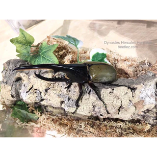 ⭐️Jelly High protein lactic 12g.x50 pcs. for Insect and Beetles. อาหารด้วงj