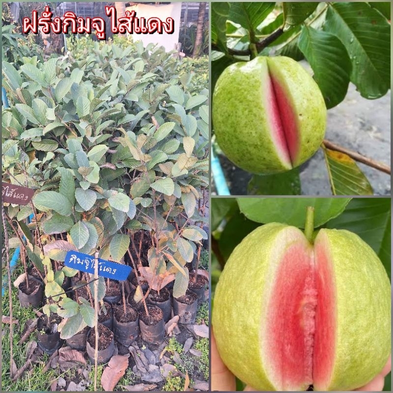 ต้นฝรั่งกิมจูแดงเบอร์ 3 ฝรั่งไส้แดง ปลูกง่าย ผลดก หวานจัด ต้นสูง 60-80 ซม. ราคาถูก Shopee Lazada