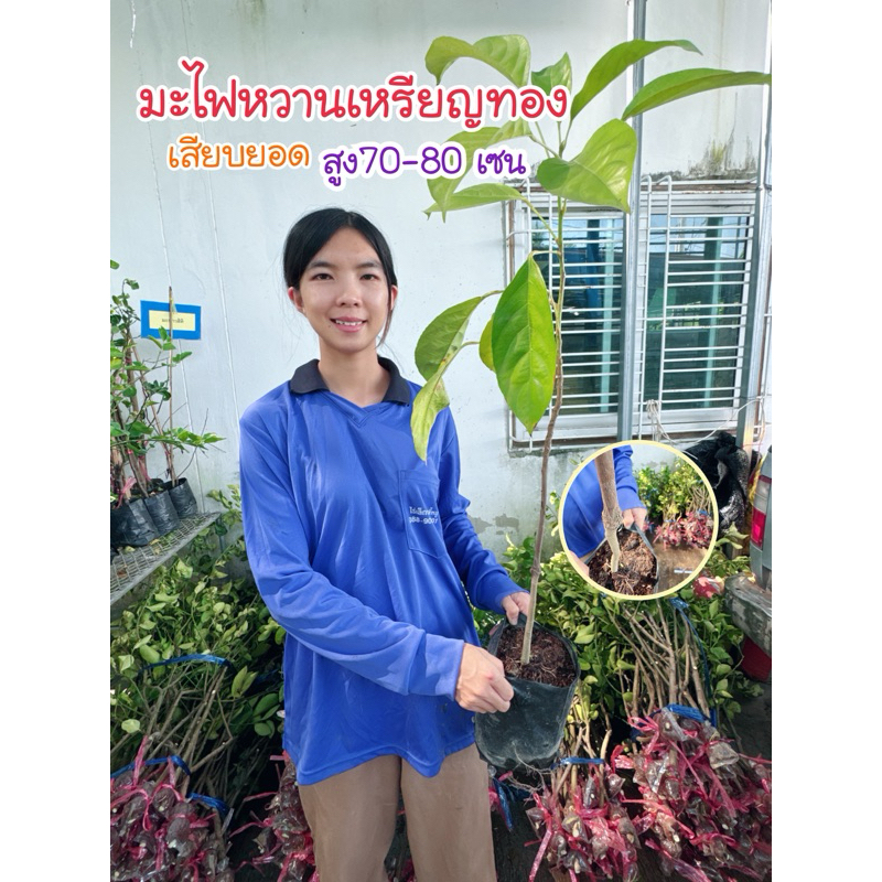 #ต้นมะไฟเหรียญทอง (ต้นใหญ่ถุง4คูณ10นิ้ว) สูงราว50-80เซน เสียบยอด
