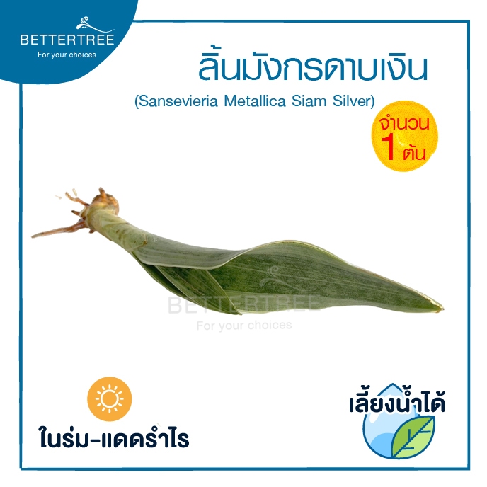 ลิ้นมังกรดาบเงิน (จำนวน 1 ต้น)เลี้ยงน้ำได้ ไม้มงคล ไม้ฟอกากาศ - รูปที่ 2