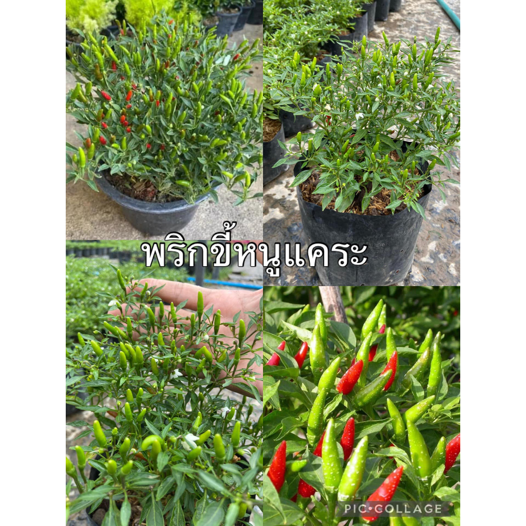 เมล็ดพริกขี้หนูแคระ พันธุ์แท้100% พริกหอมแคระ เพิ่มปริมานเป็น400เมล็ด