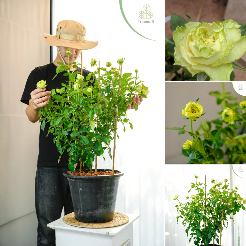 รูปภาพ 2