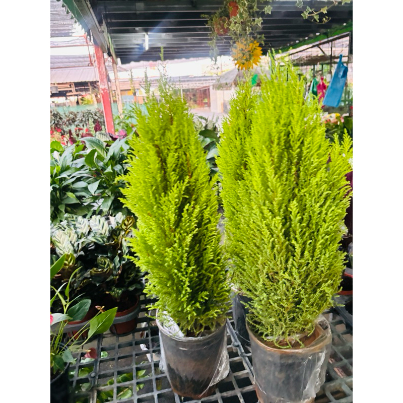 พร้อมส่25/1/25ต้นสนเลม่อน  LEMON CYPRESS สีใบเขียวอ่อน สนกลิ่นมะนาว ให้กลิ่นหอมอโรม่าช่วยให้ผ่อนคลาย