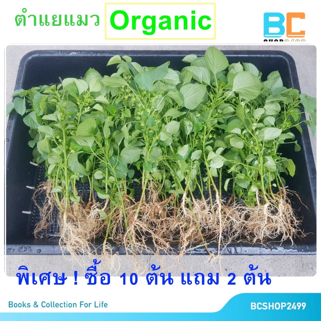 โปรพิเศษ ตำแยแมว หญ้าแมว กัญชาแมว แคทนิป แมวฟิน พร้อมกิน 10 ต้น แถม 2