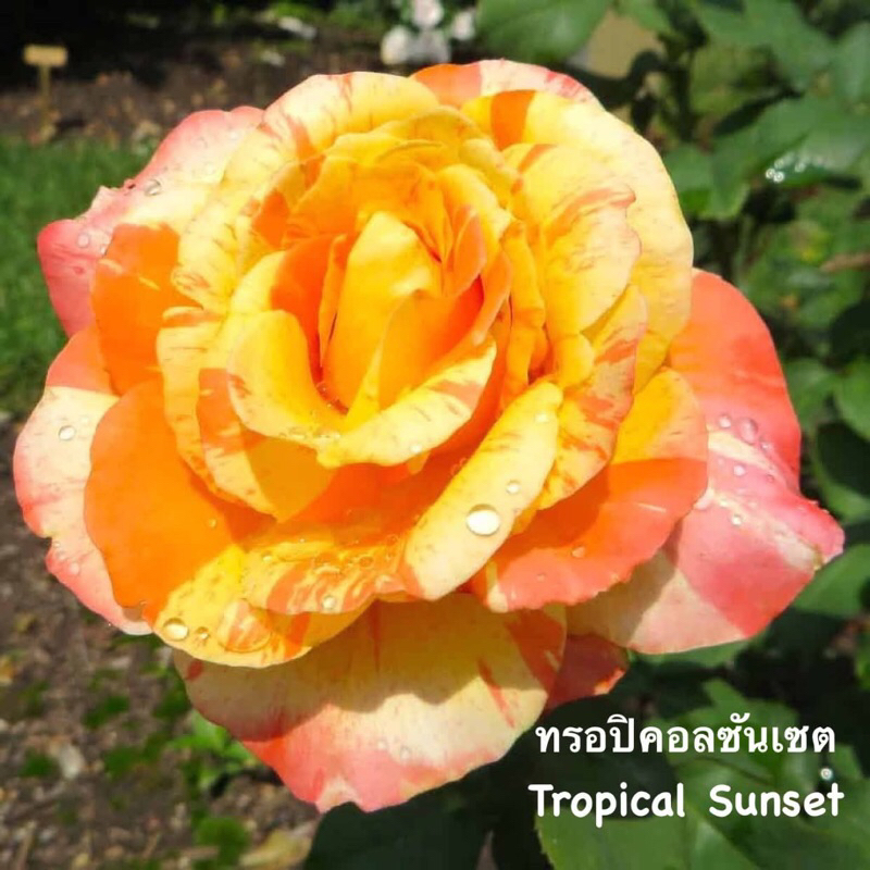 กุหลาบ-ทรอปิคอลซันเซต ”Tropical Sunset“  ดอกลาย บานทน เลี้ยงง่าย