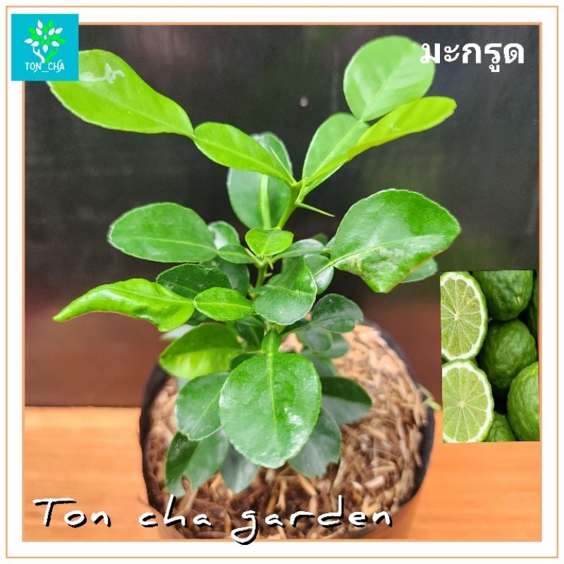 ต้นมะกรูด  เพาะเมล็ด ใบหอม พืชสมุนไพร ต้นแข็งแรง ออกรากแล้ว พร้อมปลูก