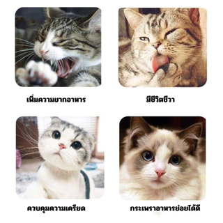 ผงสะระแหน่แมว แมวชอบมาก! แคทนิปแมว กัญชาแมว แบบผงบดละเอียด😺 จาก catnip 100% หญ้าแมวบำรุงแมวอ้วน ตำแยแมว ราคาถูก