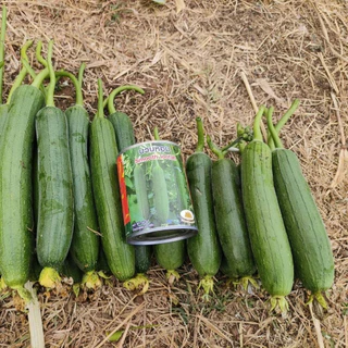 เมล็ดบวบหอม Smooth Loofah ตราภูเขาทอง เมล็ดพันธุ์บวบหอม เมล็ดพันธุ์ผัก เมล็ดพันธุ์ผักสวนครัว บวบหอม