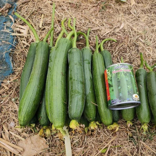 เมล็ดบวบหอม Smooth Loofah ตราภูเขาทอง เมล็ดพันธุ์บวบหอม เมล็ดพันธุ์ผัก เมล็ดพันธุ์ผักสวนครัว บวบหอม