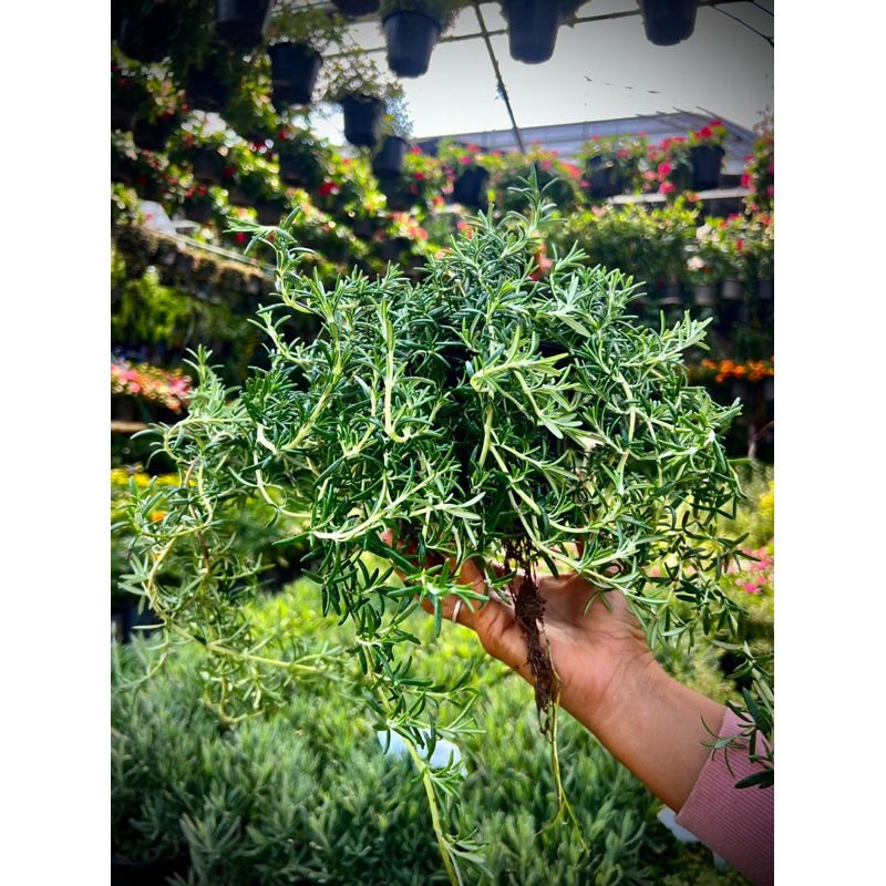 Creeping Rosemary โรสแมรี่เลื้อย Carpet Rosemary มีกลิ่นหอม ดอกสีฟ้า ไม้ประดับในกระถาง หรือนิยมนำมาปลูกคลุมดิน