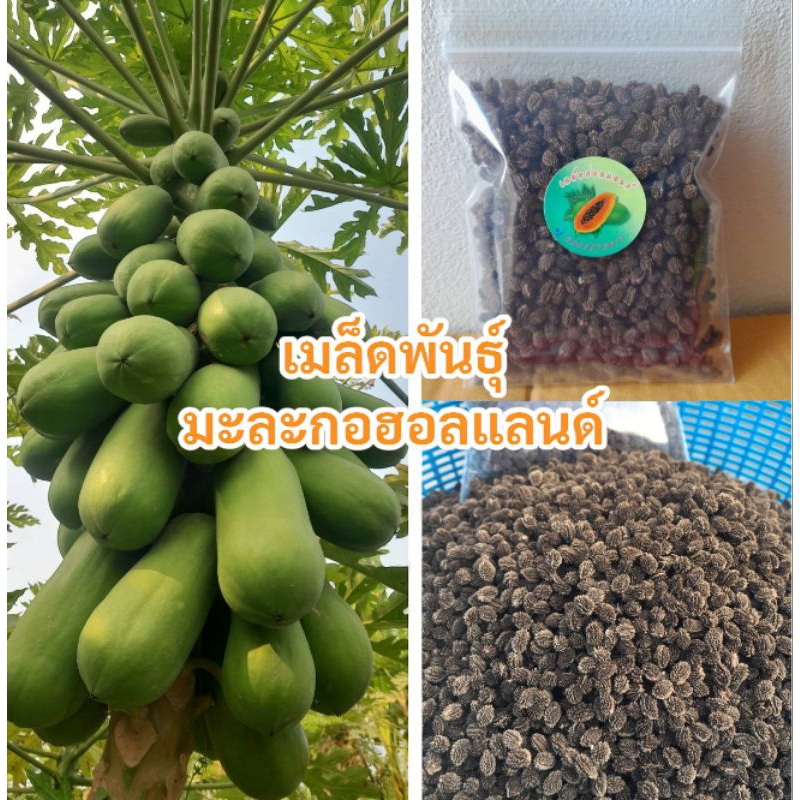 เมล็ดมะละกอฮอลแลนด์ 15กรัม 80บาท