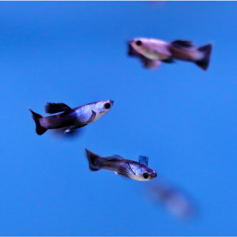ปลาหางนกยูงคัดเกรดสวยๆ panda guppy indo