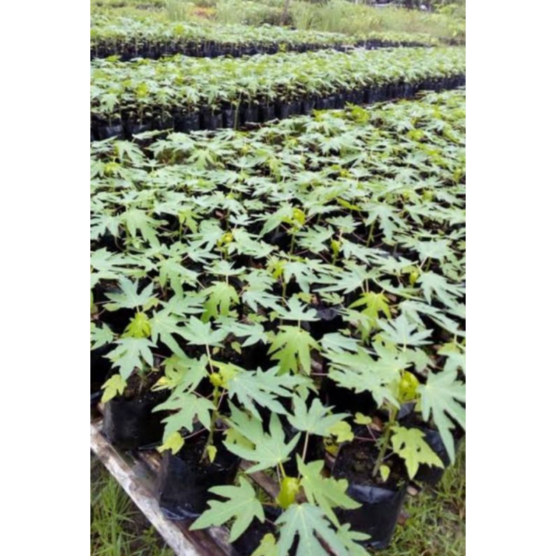 ต้นพันธุ์มะละกอ แขกนวล คัดเกรดสวยๆทุกต้นพร้อมส่ง ซื้อ 3 ต้นแถม 1 ต้นครับ - รูปที่ 2