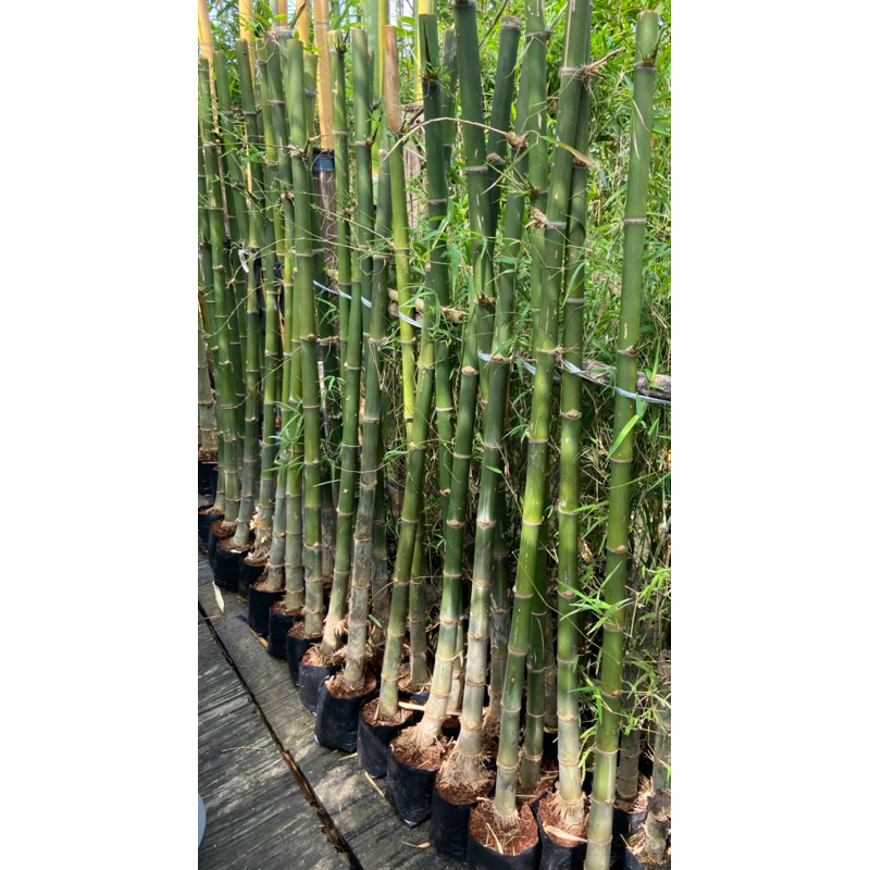 ต้นไผ่สร้างไพร ไผ่เลี้ยงลำ ขุดเหง้า (สูง 140-150cm) หน่อกินได้ ต้นแข็งแรง พร้อมปลูก