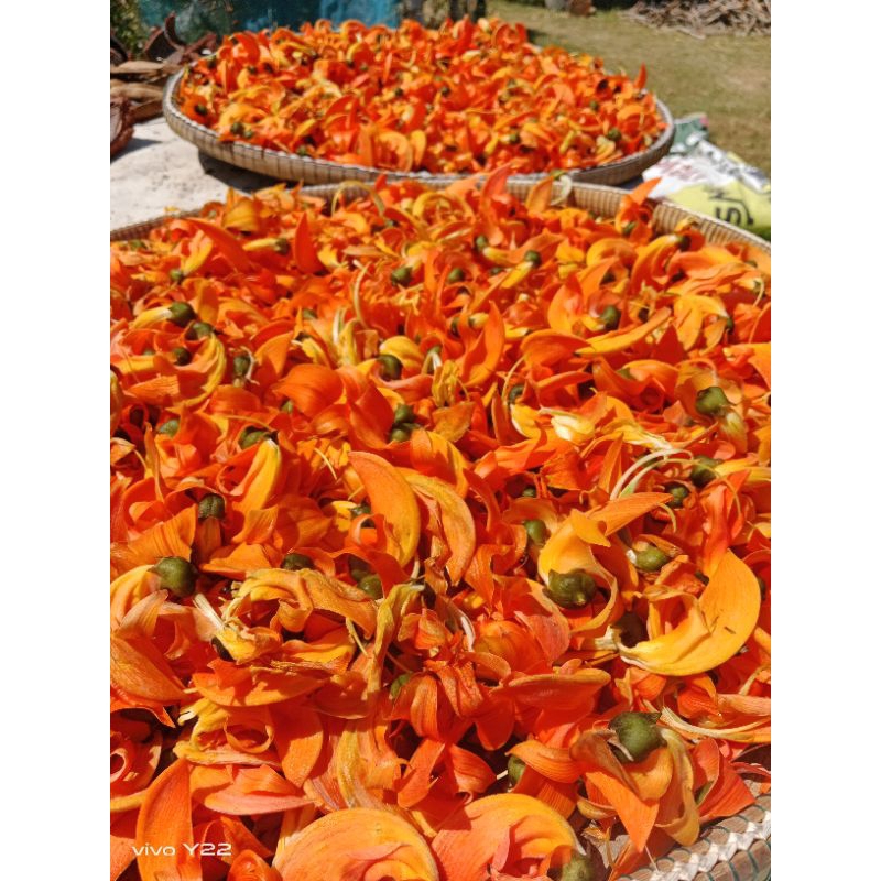 ดอกทองกวาวตากเเห้งหรือดอกจานตากเเห้ง ขนาด 100 กรัม - รูปที่ 2