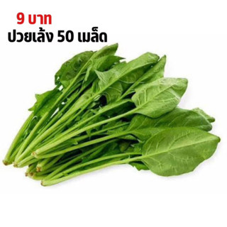 เมล็ดพันธุ์ปวยเล้ง 50 เมล็ด 9บาท